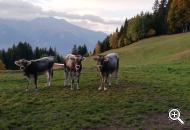 Le mucche sul prato al pascolo