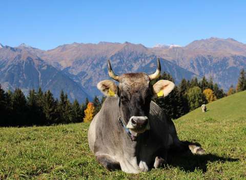 Fella sul prato al pascolo