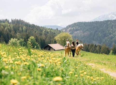 Haflinger Pferde