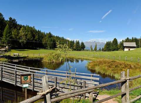 Biotop unterhalb der Leadneralm