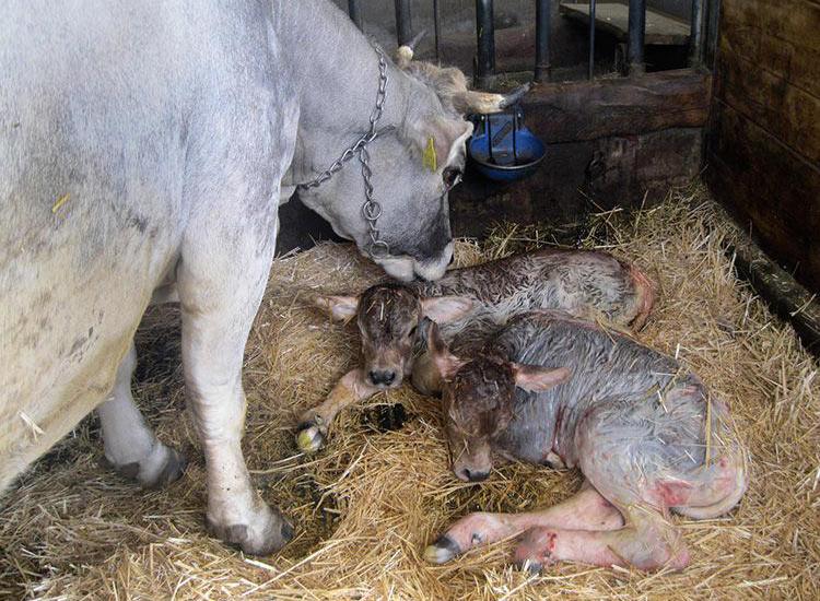 I gemelli della nostra mucca