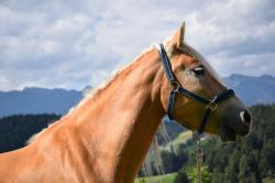 Andare a cavallo ad Avelengo