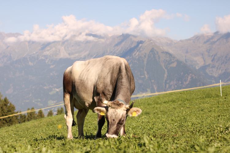Pascolo