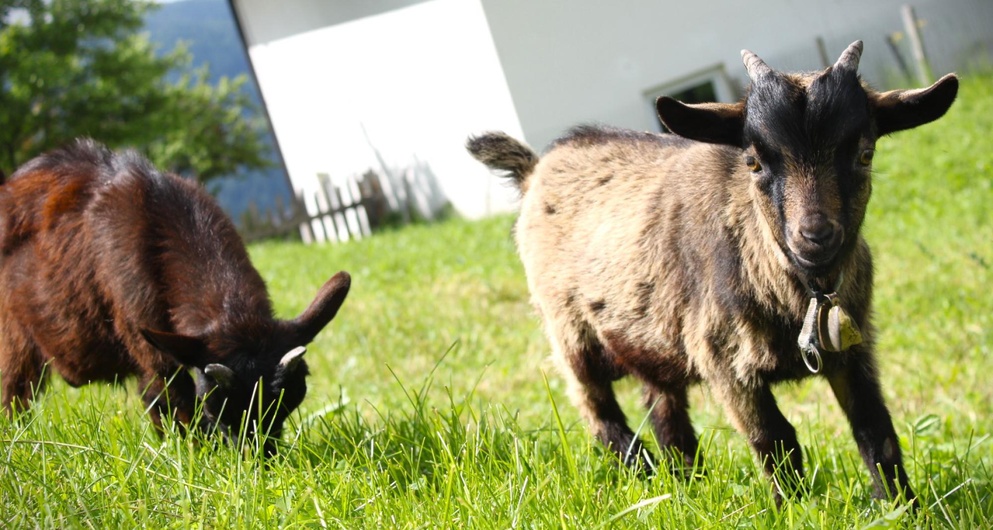 Max & Moritz