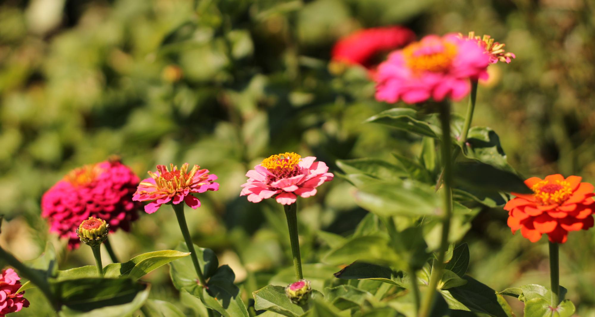 Blumen 